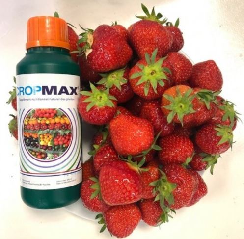 ingrasamant foliar lichid superconcentrat Cropmax